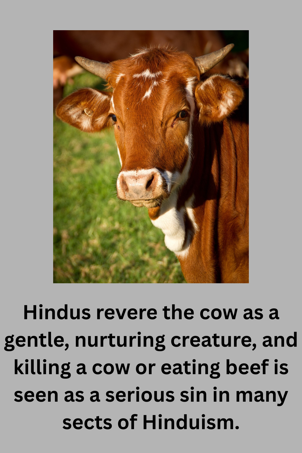 Hindus revere the cow as a gentle 1